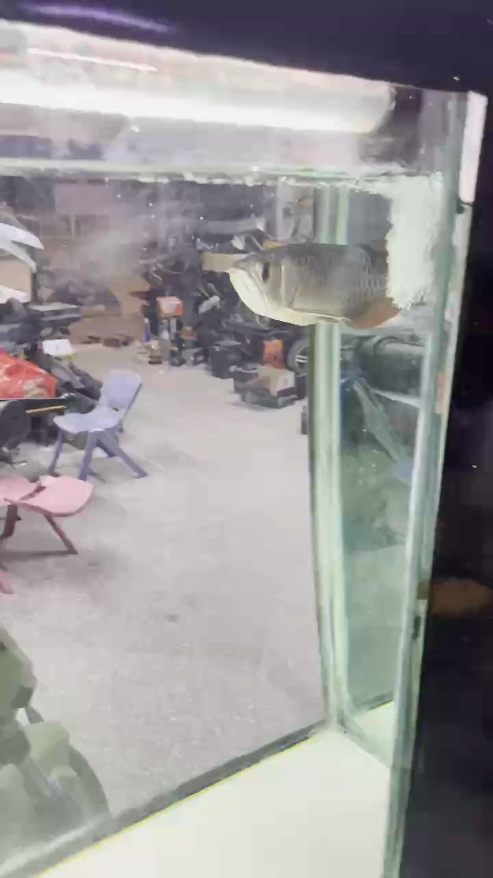 追手問題，背后隱藏的復雜成因與多元解決之道 追手問題，背后隱藏的復雜成因與多元解決之道 龍魚論壇