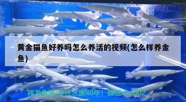 貓魚飼養難度解析及養活方法視頻教程（含金魚