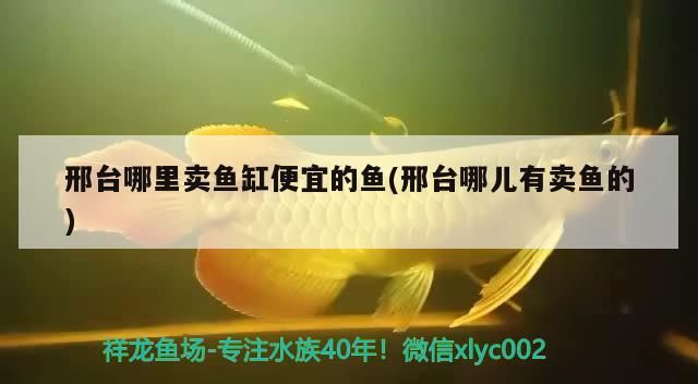 何處賣魚缸便宜且有魚？