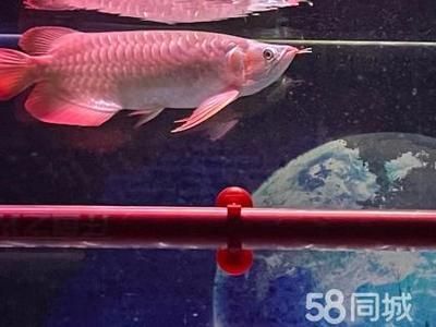 龍魚與金龍魚誰更貴，二者價格差異深度