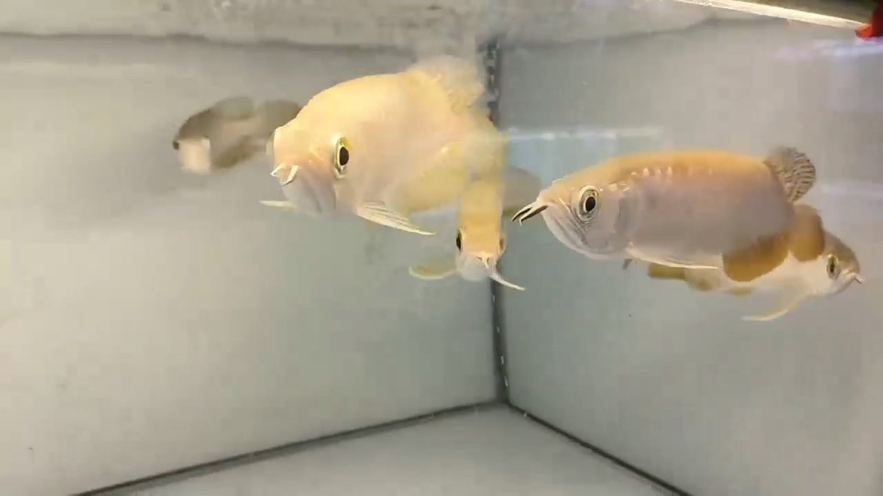 8 - 20公分練手高背金龍魚，新手入門