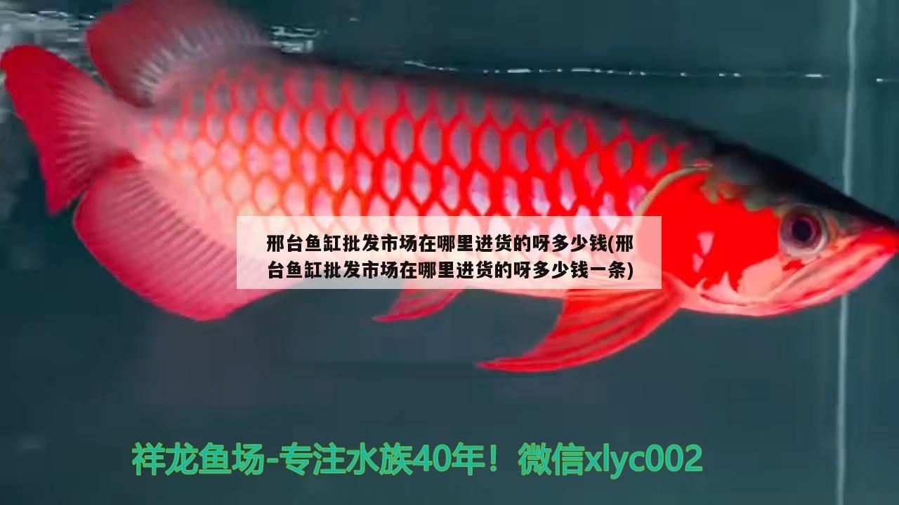 魚缸批發市場進貨地點及價格大揭秘，一條多少錢