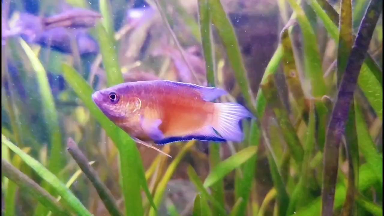 魚快，探索高效工作與生活平衡