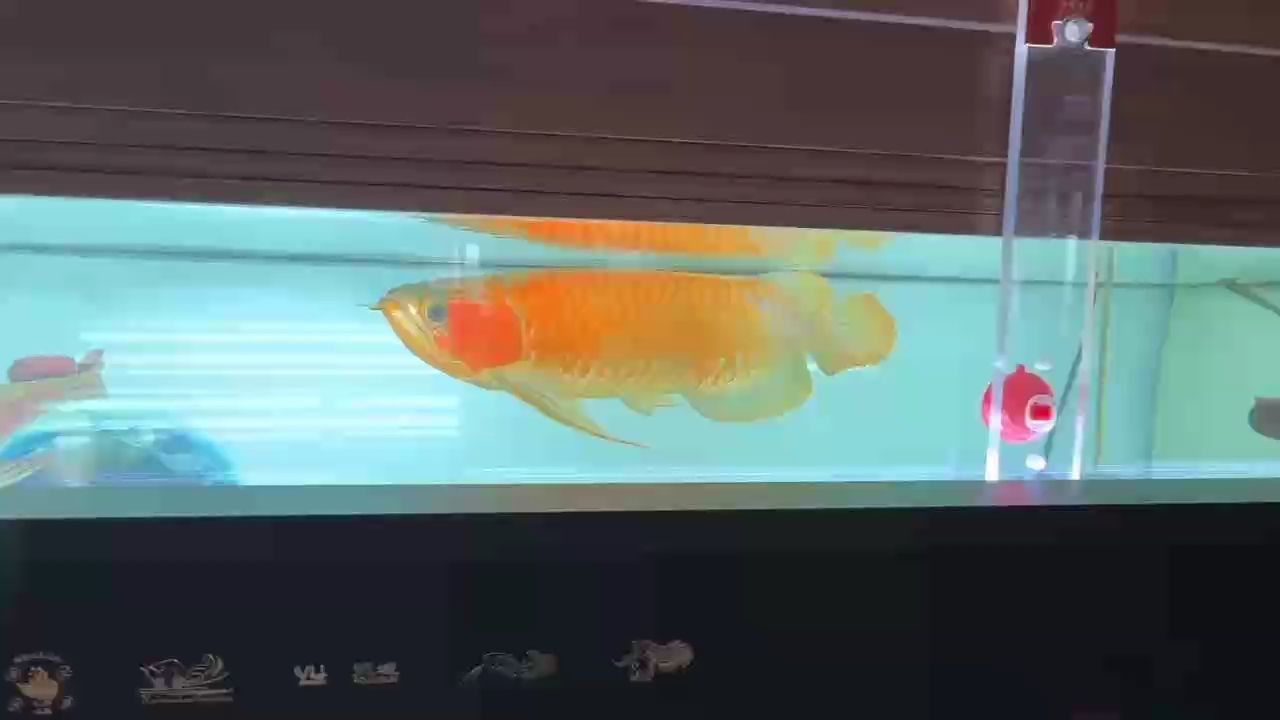 養魚溜魚，其余活動