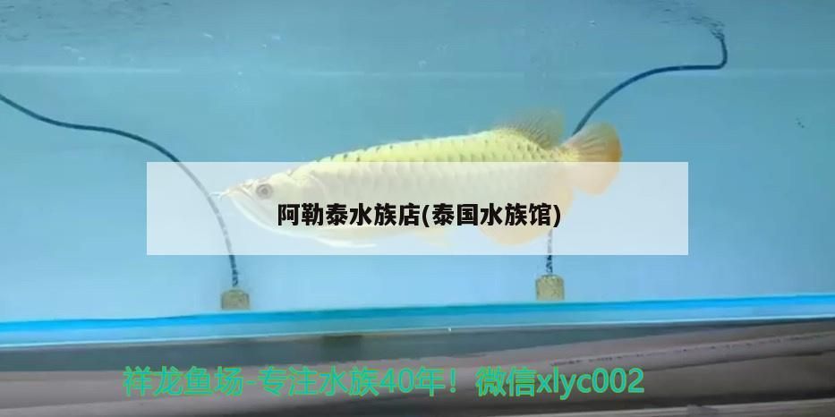 阿勒泰水族店，探秘泰國(guó)水族館的別樣水韻世界 阿勒泰水族店，探秘泰國(guó)水族館的別樣水韻世界 觀賞魚(yú)百科
