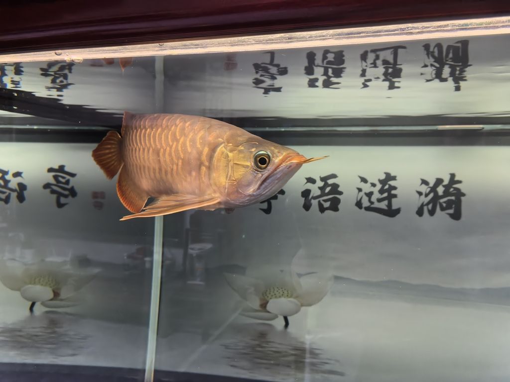 堅持愛好，在時光中綻放熱愛，收獲別樣精彩人生