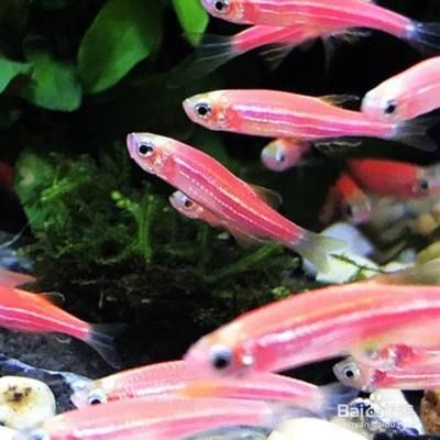 魚缸漏水修補攻略， 魚缸漏水修補攻略， 速倍妥魚糧魚藥