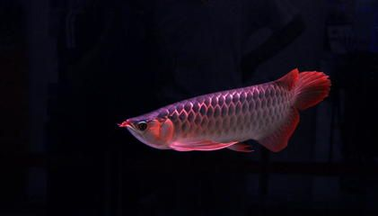紅龍魚批發(fā),地址電話及市場價(jià)格 紅龍魚百科 第3張 紅龍魚批發(fā),地址電話及市場價(jià)格 紅龍魚批發(fā),地址電話及市場價(jià)格 紅龍魚百科 第3張