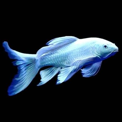 紅龍魚批發(fā),地址電話及市場價(jià)格 紅龍魚百科 第5張 紅龍魚批發(fā),地址電話及市場價(jià)格 紅龍魚批發(fā),地址電話及市場價(jià)格 紅龍魚百科 第5張
