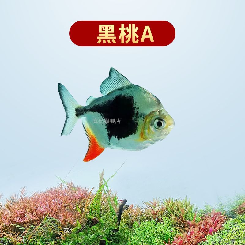 紋銀板魚混養要點，與龍魚混養的
