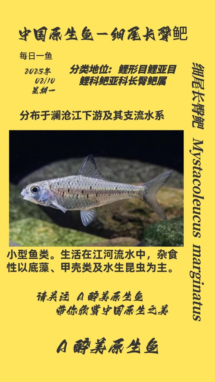 尾長(zhǎng)臀鲃，獨(dú)特魚(yú)類(lèi)的生態(tài)習(xí)性、生存現(xiàn)狀及