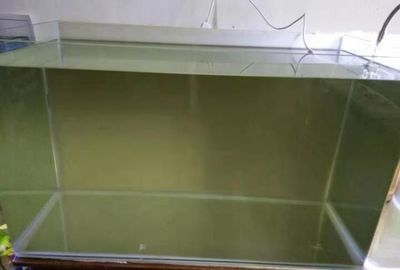 魚換水注意啥？祥龍魚場龍魚品種全解析，養魚必知 魚換水注意啥？祥龍魚場龍魚品種全解析，養魚必知 vs祥龍魚場 第5張