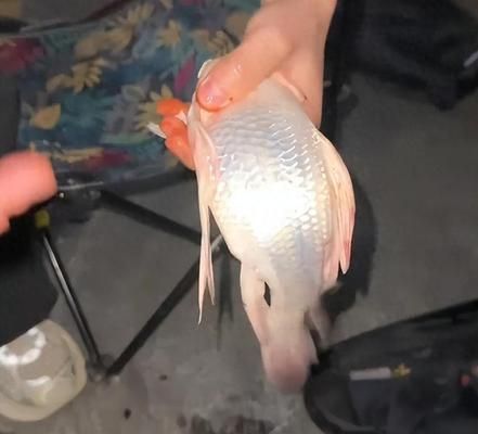 鯉最不值錢的三個品種揭秘，其品種價值究竟幾何？