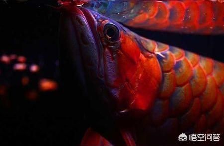 魚吃什么發色最好？