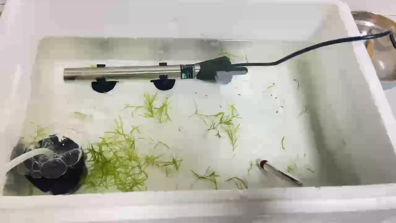 孔雀魚，絢麗多彩的水中精靈，養殖繁殖