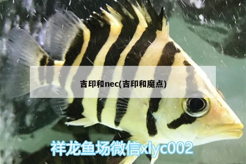 龍魚干蝦有營養嗎 吉印與NEC(吉印和魔點),探尋兩者 吉印水族 吉印與NEC(吉印和魔點),探尋兩者 吉印與NEC(吉印和魔點),探尋兩者 吉印水族