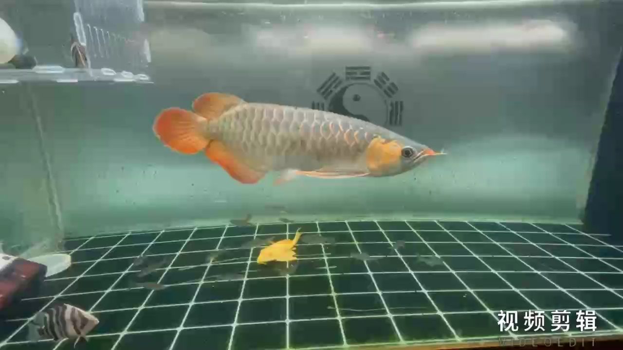 每日打卡，堅持的力量與自我成長的 每日打卡，堅持的力量與自我成長的 龍魚論壇