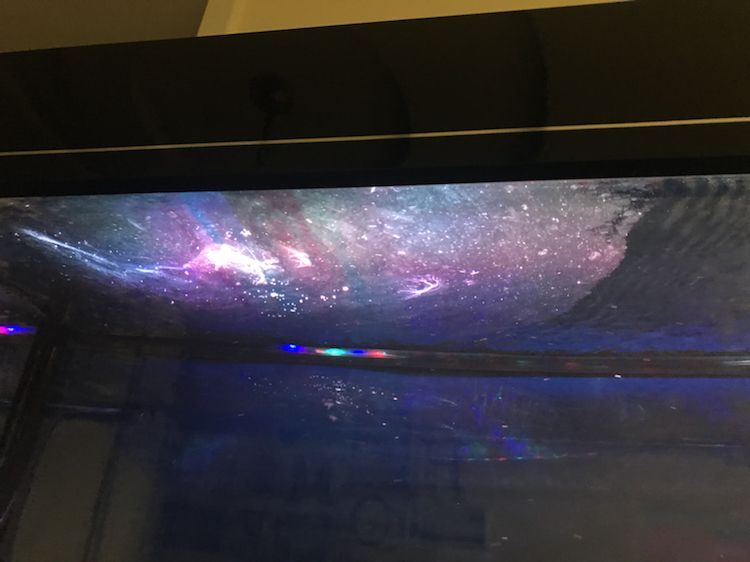 水面現蛋清狀物體,求助, 錦鯉魚百科 第3張 水面現蛋清狀物體,求助, 水面現蛋清狀物體,求助, 錦鯉魚百科 第3張