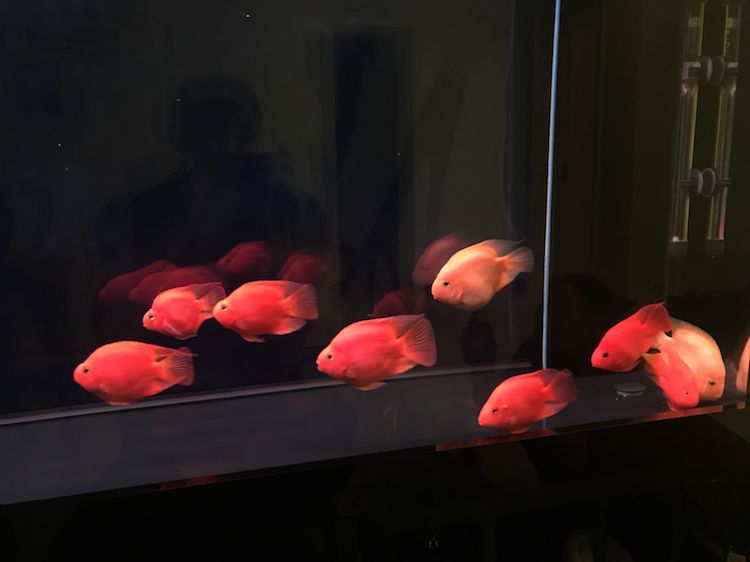 水面現蛋清狀物體,求助, 錦鯉魚百科 第5張 水面現蛋清狀物體,求助, 水面現蛋清狀物體,求助, 錦鯉魚百科 第5張