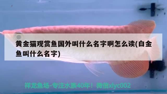 貓觀賞魚國外名稱讀音及白金魚