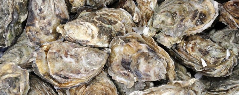 類有眼睛嗎有大腦嗎？ 類有眼睛嗎有大腦嗎？ 魟魚百科