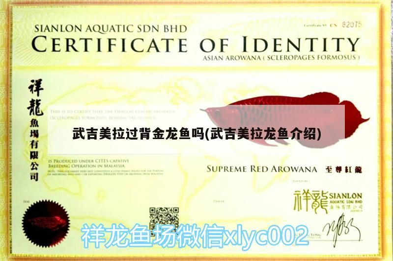 吉美拉有過背金龍魚嗎？武吉美拉龍魚詳細介紹來啦！
