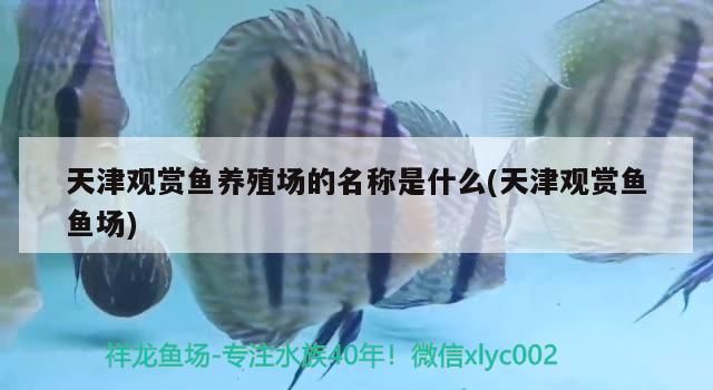 觀賞魚養(yǎng)殖場(chǎng)名稱大揭秘，探尋天津知名觀賞魚魚場(chǎng) 觀賞魚養(yǎng)殖場(chǎng)名稱大揭秘，探尋天津知名觀賞魚魚場(chǎng) 速倍妥魚糧魚藥 第2張
