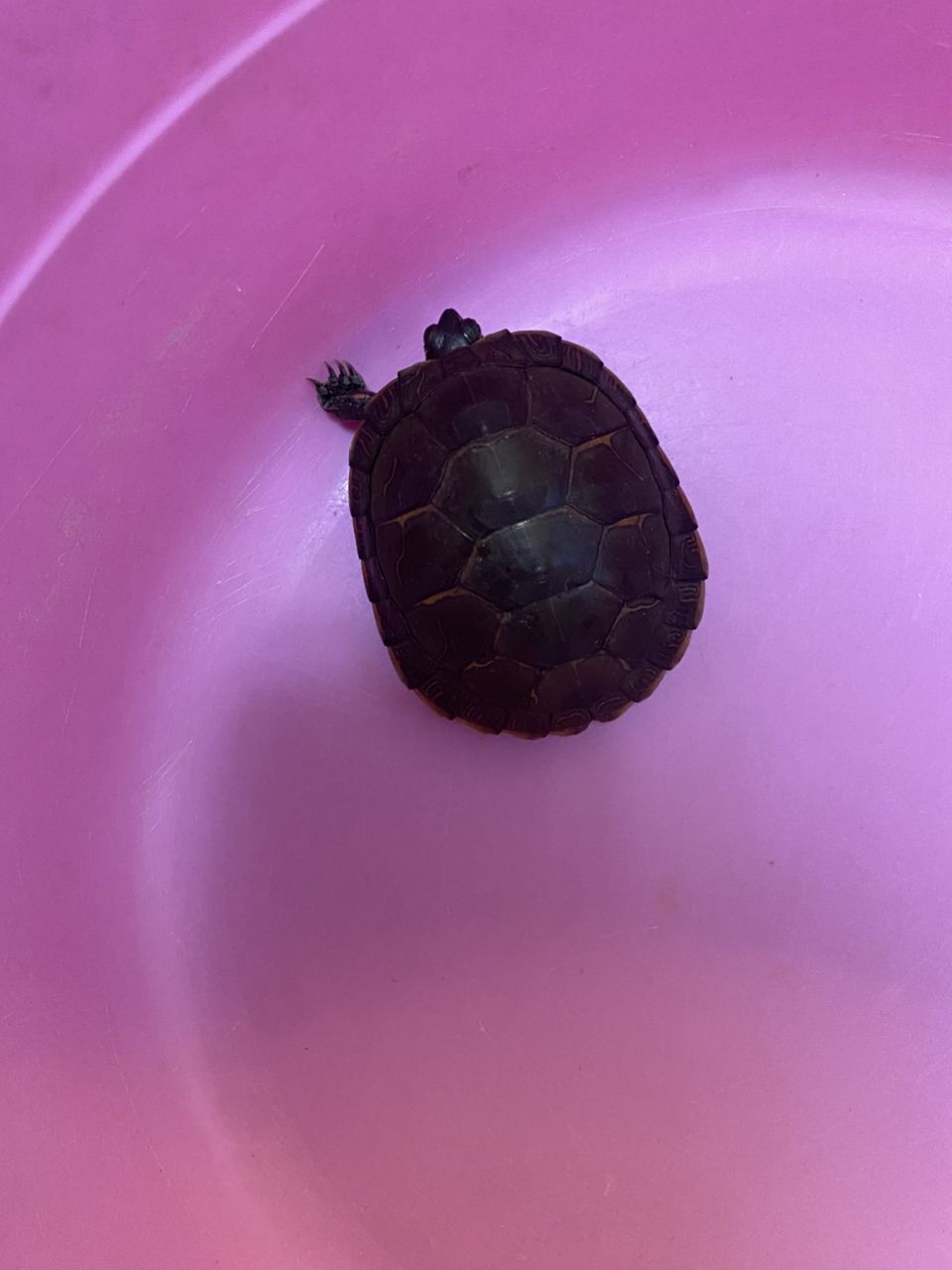 探秘西部錦龜，獨特生態習性與神秘生存奧秘全 探秘西部錦龜，獨特生態習性與神秘生存奧秘全 龍魚論壇