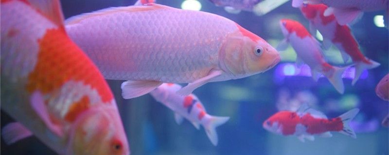 帶過濾魚缸換水周期及正確給魚缸換水方法詳解