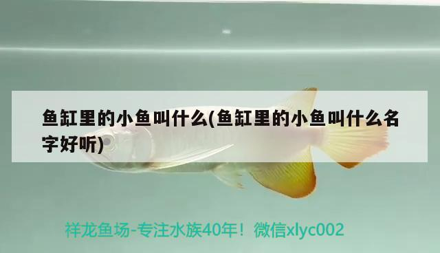 里的小魚叫什么？