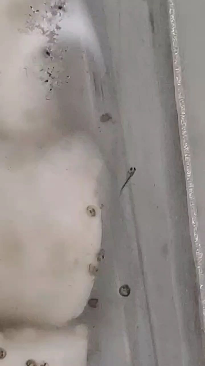 金魚繁殖，從產卵到孵化，揭秘水中精靈繁衍