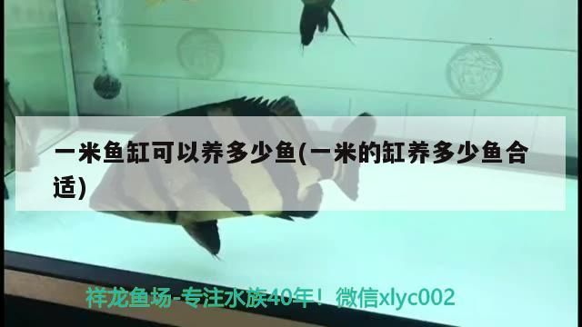 米魚缸養(yǎng)魚數(shù)量有講究，一米的缸養(yǎng)多少魚 米魚缸養(yǎng)魚數(shù)量有講究，一米的缸養(yǎng)多少魚 可麗愛魚缸