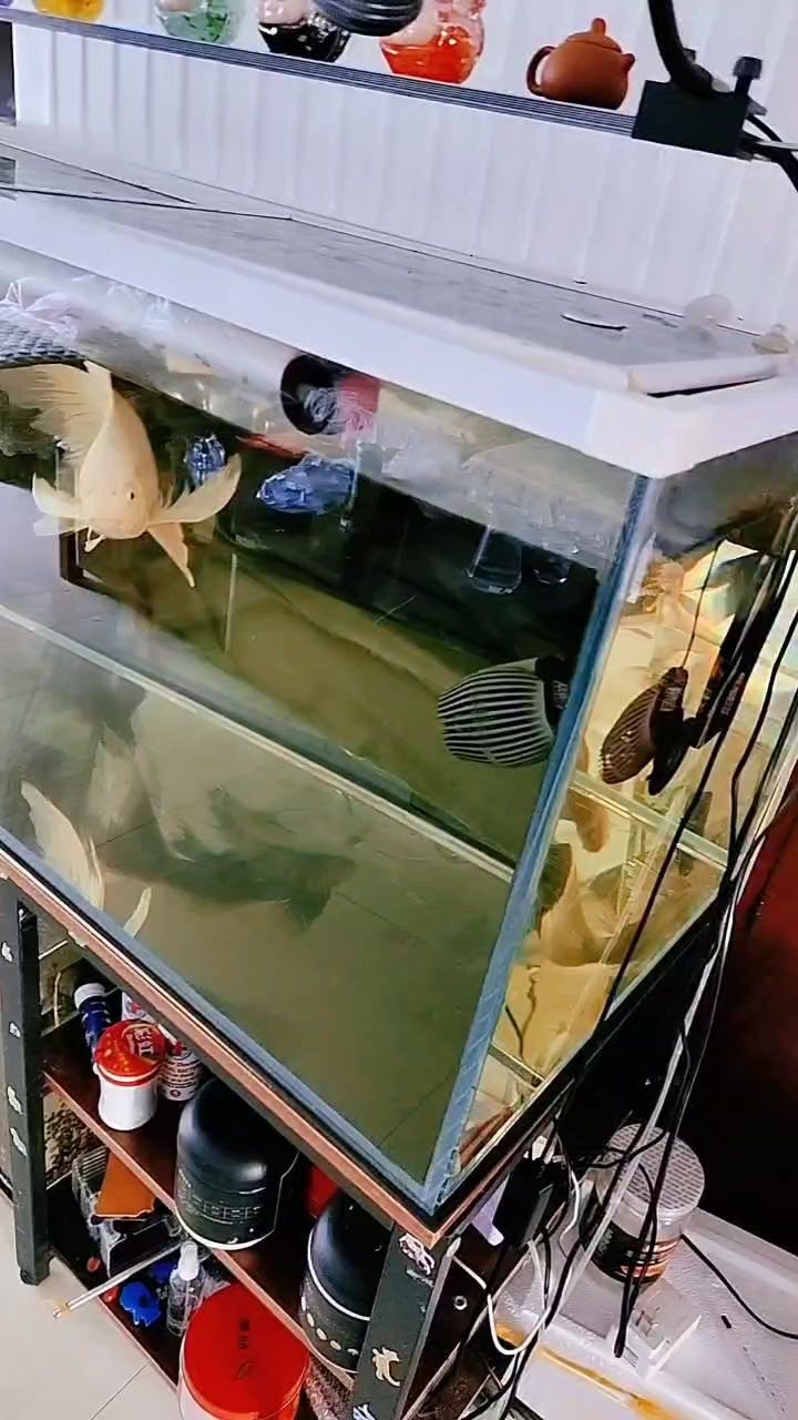 魚缸用增氧泵價(jià)格是多少:魚缸增氧機(jī)-xtrac增氧機(jī)-xtrac增氧機(jī) 空氣缸,探索其獨(dú)特構(gòu)造、功能及在各類場(chǎng)景中的應(yīng)用 龍魚論壇 空氣缸,探索其獨(dú)特構(gòu)造、功能及在各類場(chǎng)景中的應(yīng)用 空氣缸,探索其獨(dú)特構(gòu)造、功能及在各類場(chǎng)景中的應(yīng)用 龍魚論壇