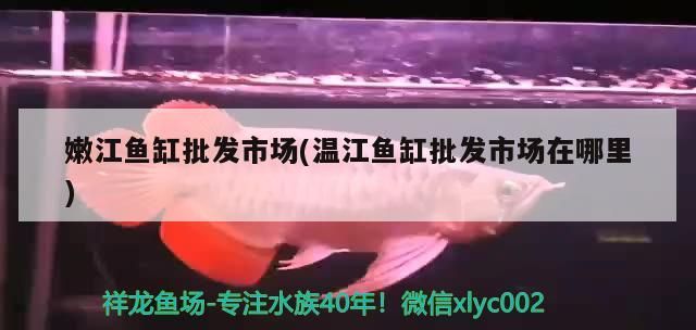 江魚缸批發市場探秘，溫江魚缸批發市場具體位置及選購