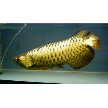 魚店鋪取名攻略，如何為店鋪起