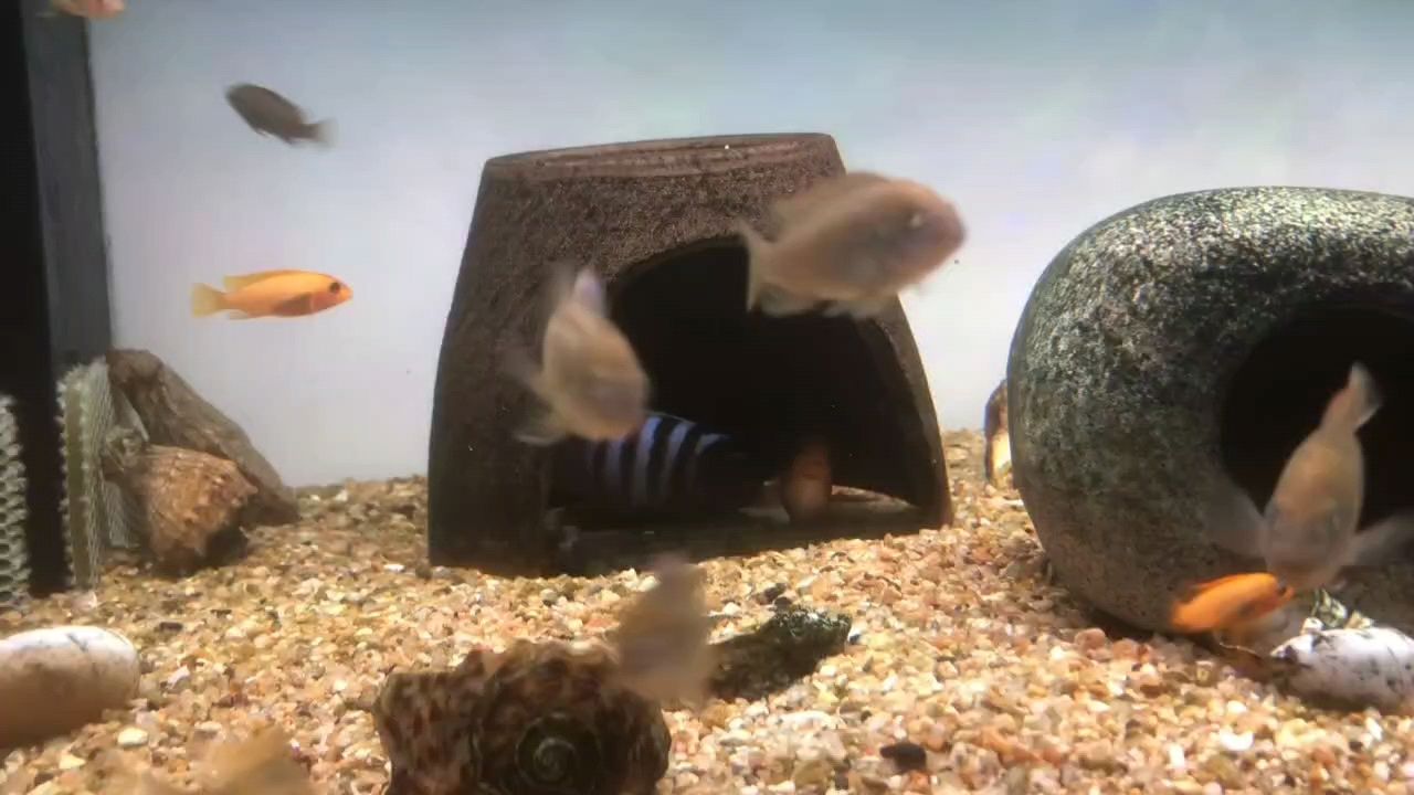 驚現(xiàn)野生火麒麟斑馬繁殖組，珍稀生物繁衍引關(guān)注