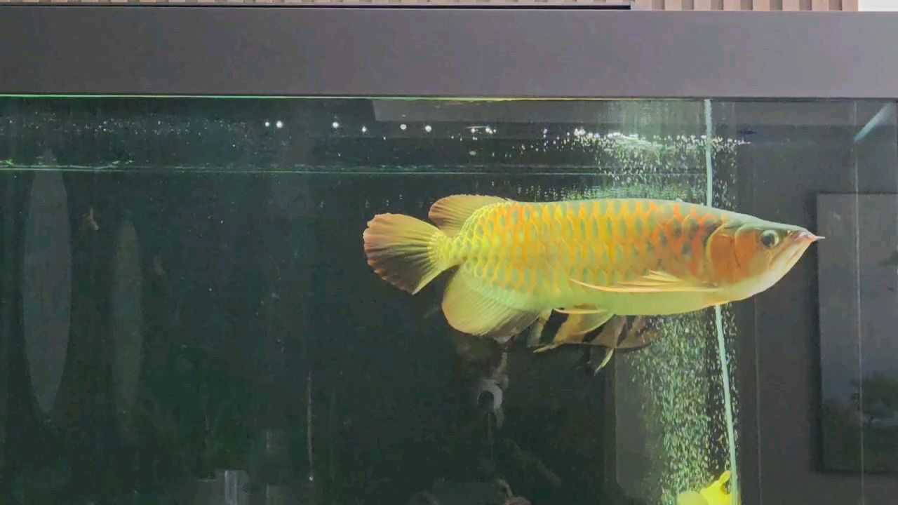 魚(yú)缸過(guò)濾器選購(gòu)指南:自制魚(yú)缸過(guò)濾器魚(yú)缸上置過(guò)濾器對(duì)于養(yǎng)魚(yú)愛(ài)好者的必備知識(shí) 年年有魚(yú),探尋傳統(tǒng)吉祥寓意與多元文化中的魚(yú) 龍魚(yú)論壇 年年有魚(yú),探尋傳統(tǒng)吉祥寓意與多元文化中的魚(yú) 年年有魚(yú),探尋傳統(tǒng)吉祥寓意與多元文化中的魚(yú) 龍魚(yú)論壇