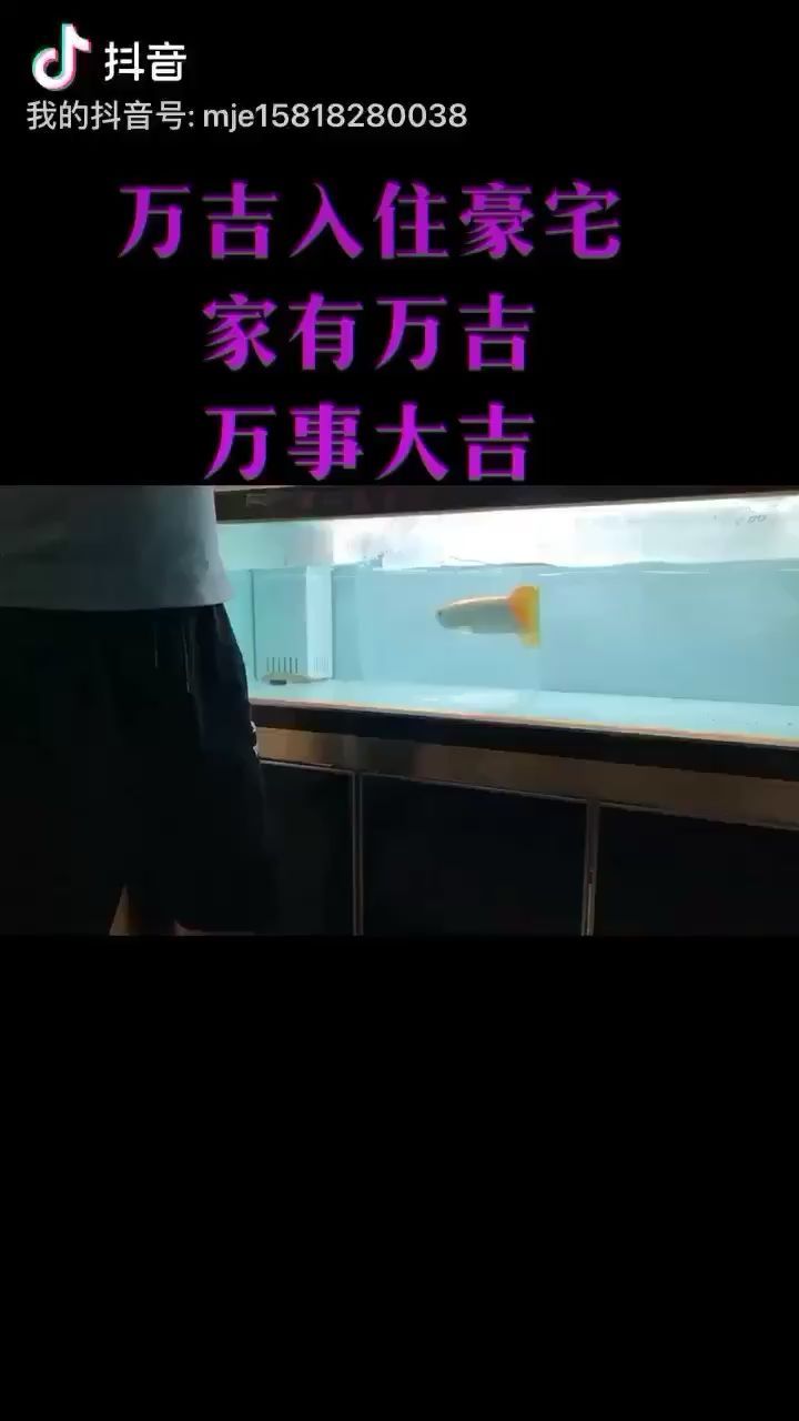 觀賞魚市場孟吉爾萬吉，探尋其獨特魅力與市場