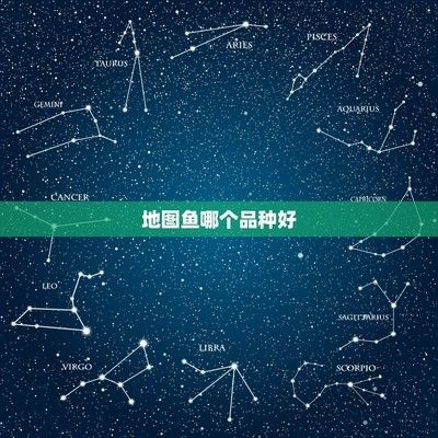 伊巴魯紅龍魚，探秘水族瑰寶的獨特
