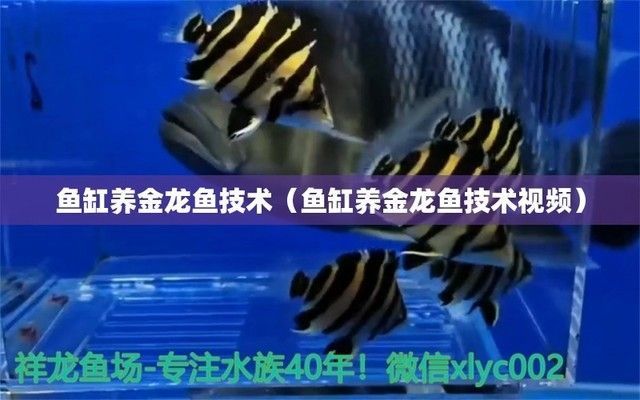龍魚缸過濾配置全攻略，方法、 龍魚缸過濾配置全攻略，方法、 魚缸百科 第5張