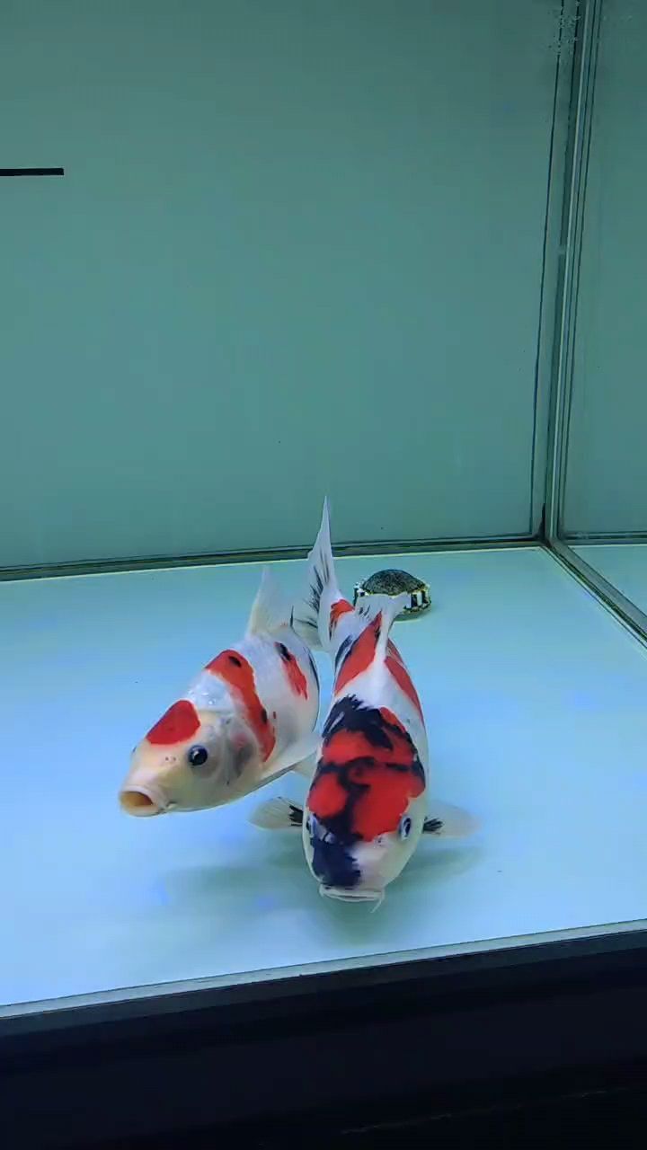 記錄小可愛，魚缸養漂亮魚，開啟趣味