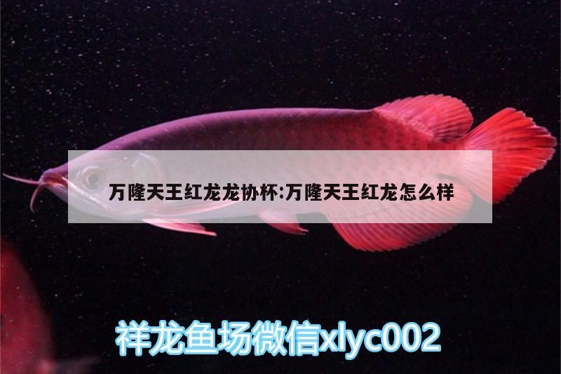 隆天王紅龍龍協(xié)杯，探秘萬隆天王紅