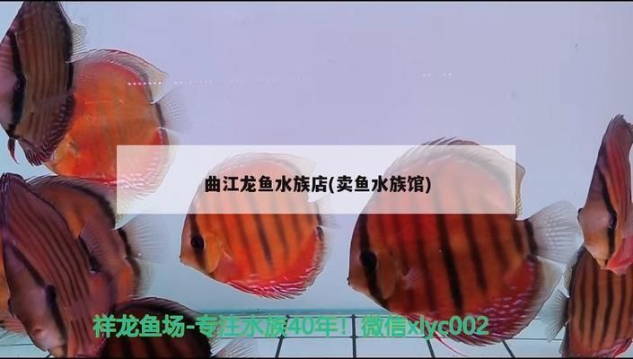 族館功能探秘，賣魚、選魚攻略及教育