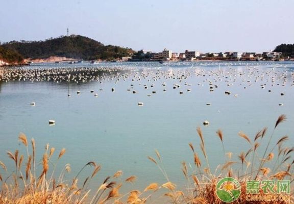 野生龍魚圖片欣賞大全，探秘絕美龍魚背后的