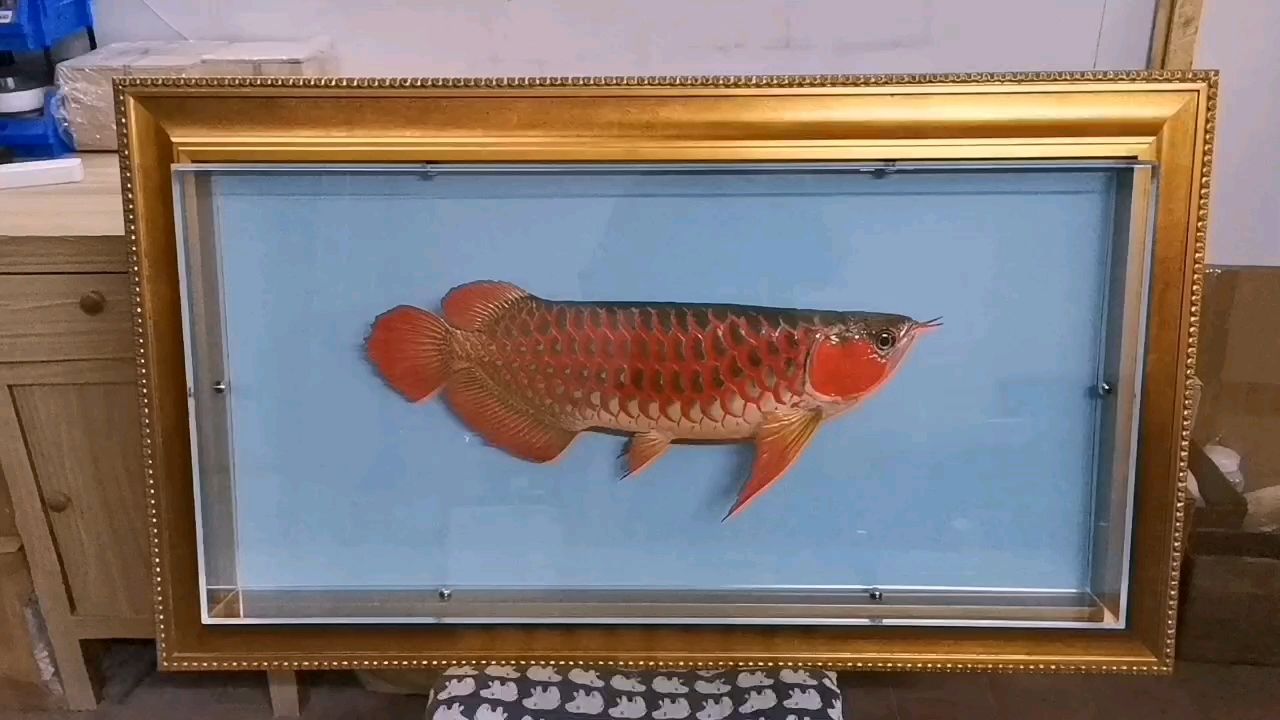 龍魚標本，探秘水下精靈的