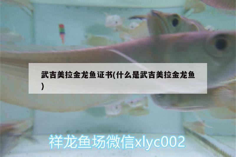吉美拉金龍魚證書全解析，探尋武吉美拉金龍魚的神秘