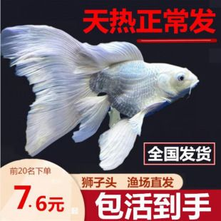 身蝴蝶鯉魚(yú)苗養(yǎng)殖全攻略,技巧、環(huán)境與日常管理 蝴蝶鯉百科 第2張 身蝴蝶鯉魚(yú)苗養(yǎng)殖全攻略,技巧、環(huán)境與日常管理 身蝴蝶鯉魚(yú)苗養(yǎng)殖全攻略,技巧、環(huán)境與日常管理 蝴蝶鯉百科 第2張