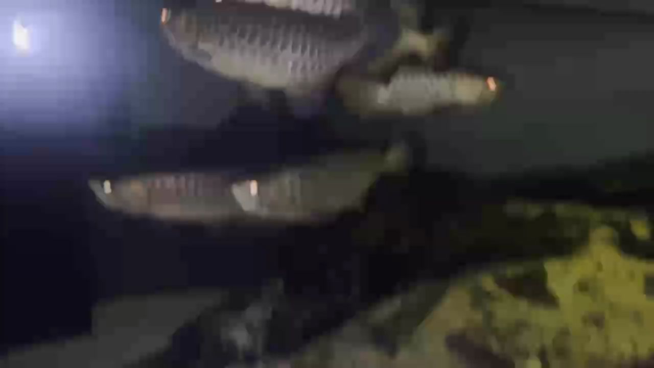 龍魚缸里的神秘夜，探尋夜晚究竟