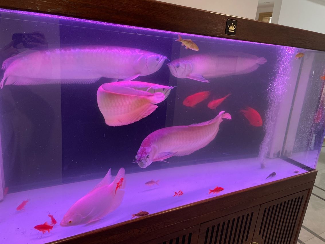 印尼虎魚(yú)水質(zhì)要求，ph值范圍及適宜的印尼虎