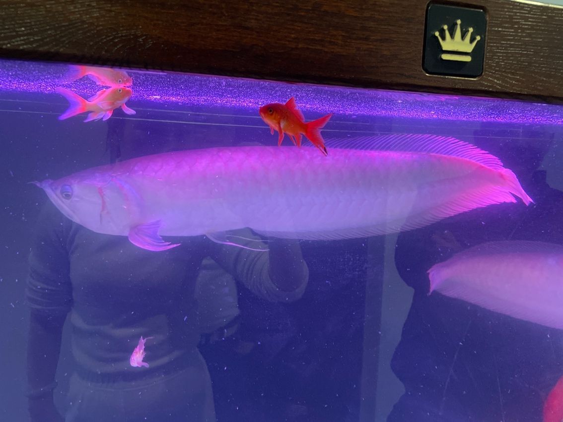 印尼虎魚(yú)水質(zhì)要求，ph值范圍及適宜的印尼虎